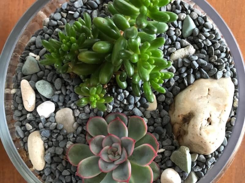 Terrarium making Sydney
